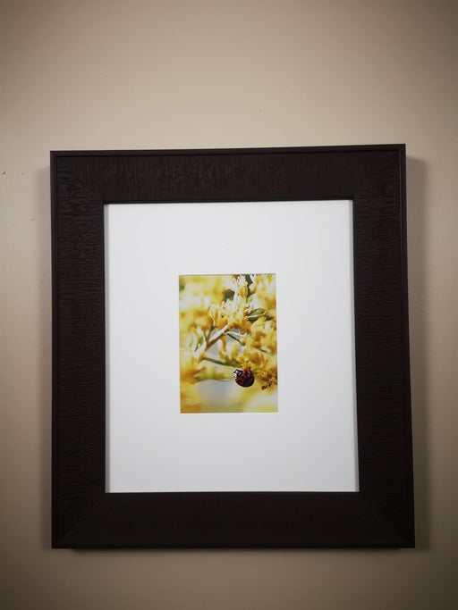 Cobourg Ladybug - Artfest Ontario - Loretta Meyer Fine Art Photography - Photographic Art