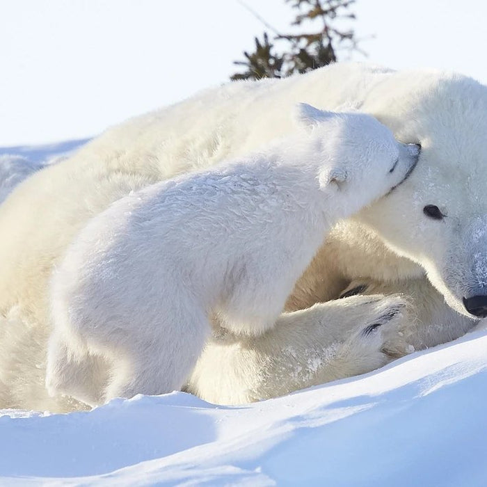 Winter Baby and Mamma a rare siting by Garry Revesz - Artfest Ontario