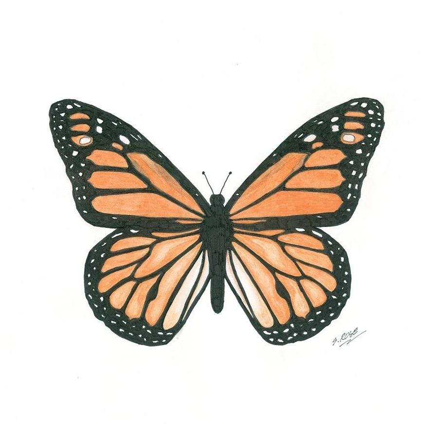 Easy How to Draw Butterfly Tutorial Video and Coloring Page