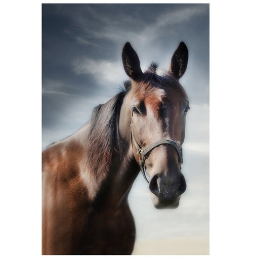 Equine Spirit - Artfest Ontario - Bonnie Fox Photography - Photography