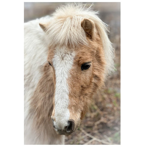 Pretty Pony - Artfest Ontario - Bonnie Fox Photography - Photography