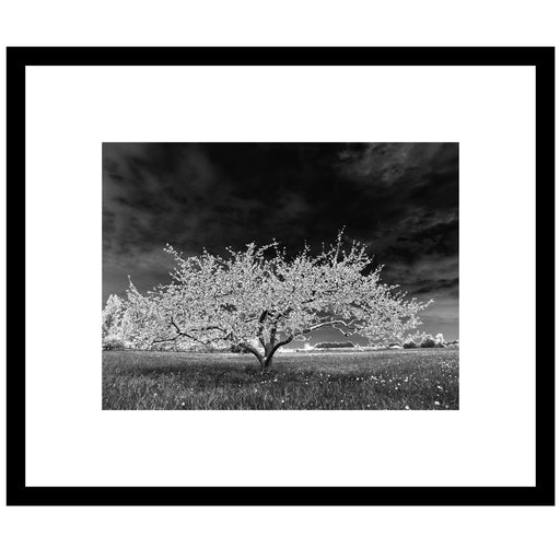 Apple Tree - Artfest Ontario - Bonnie Fox Photography - Photography