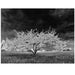 Apple Tree - Artfest Ontario - Bonnie Fox Photography - Photography