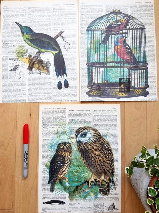 Avian - Artfest Ontario - Jackie Bassett -