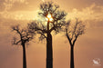 Baobab Sunset - Artfest Ontario - Garry Revesz - Photographic Art