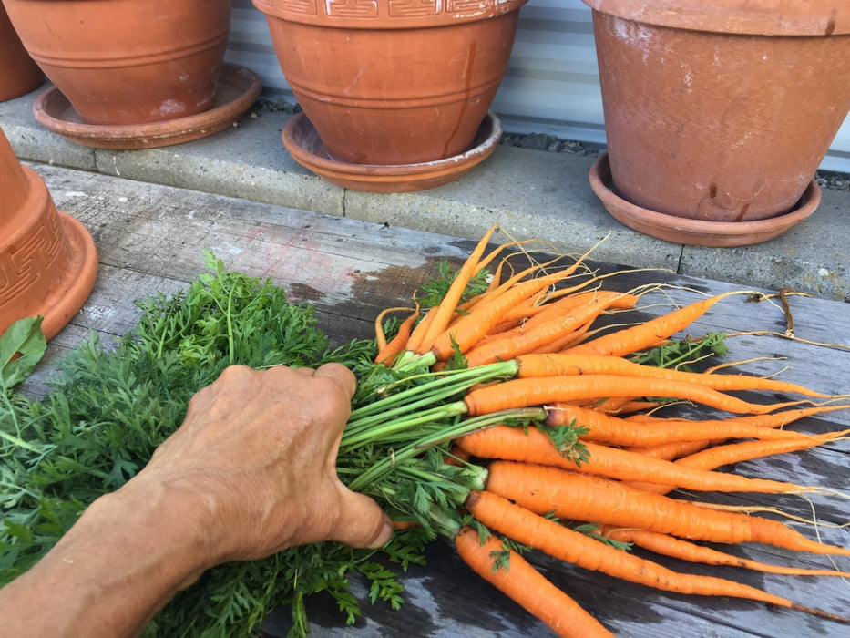 Carrots Vegetable Shadow Box - Artfest Ontario - Botanical Art By Diane - Vegetable Art