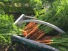 Carrots Vegetable Shadow Box - Artfest Ontario - Botanical Art By Diane - Vegetable Art