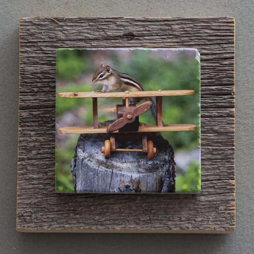 Chippy The Aviator - On Barn Board 4629 - Artfest Ontario - Art On Stone - Photography