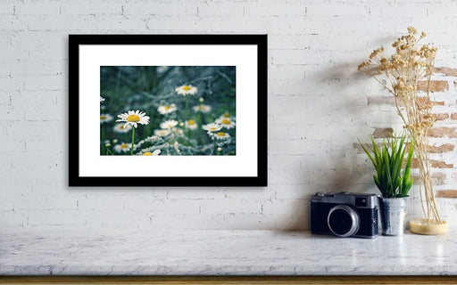 Daisies - Artfest Ontario - Take A Pic Photography -