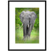 Elephant Walk - Artfest Ontario - Bonnie Fox Photography - Photography