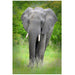 Elephant Walk - Artfest Ontario - Bonnie Fox Photography - Photography