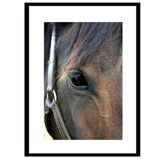 Equine Eye - Artfest Ontario - Bonnie Fox Photography - Photography