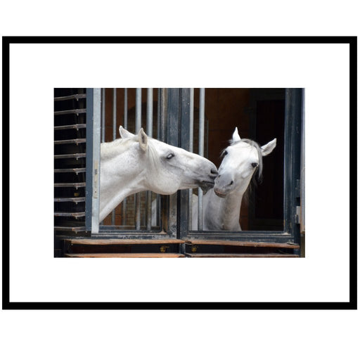 Equine Love - Artfest Ontario - Bonnie Fox Photography - Photography