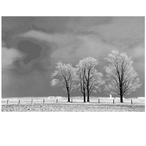 Frosted Trio in Black and White - Artfest Ontario - Bonnie Fox Photography - Photography