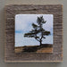 GB Pine - On Barn Board 0600 - Artfest Ontario - Art On Stone - Photography