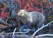 Grizzly Stroll Jigsaw Puzzle - Artfest Ontario - PuzzQuest - Toys & Games
