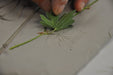 Hydrangea Large Botanical Cast - Artfest Ontario - Botanical Art By Diane - Botanical Casts
