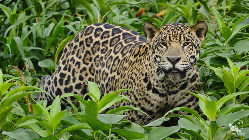 Jaguar on the Hunt - Artfest Ontario - Garry Revesz - Photographic Art