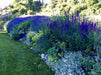 Lavender Square Botanical Cast - Artfest Ontario - Botanical Art By Diane - Botanical Casts