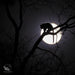 Leopard Cub in Full Moon - Artfest Ontario - Garry Revesz - Photographic Art