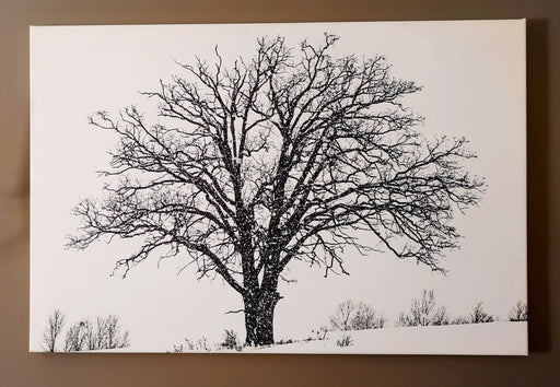 Lonely Tree - Artfest Ontario - Loretta Meyer Fine Art Photography - Photographic Art