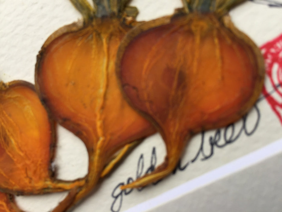 Mini Gold Beet Frame - Artfest Ontario - Botanical Art By Diane -