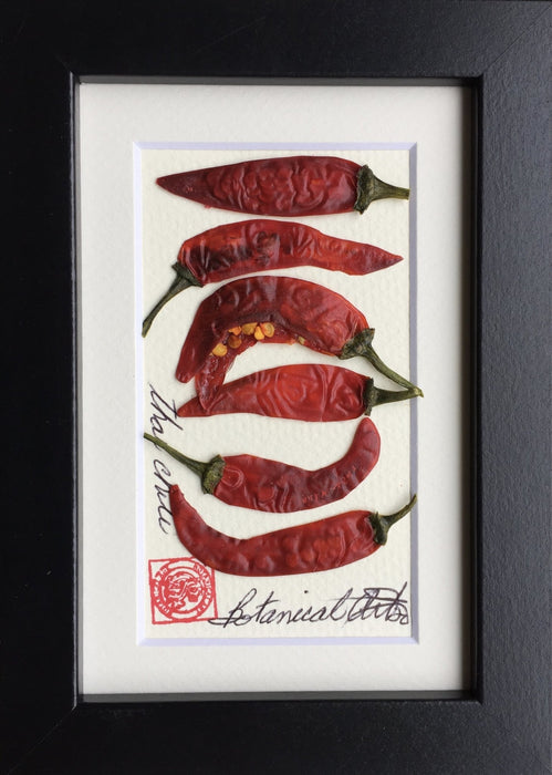 Mini Thai Chilli Pepper - Artfest Ontario - Botanical Art By Diane -
