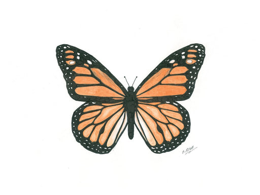 Fire and Ice' Monarch Butterfly Art Print by Ashley McDonald - Nature Artist