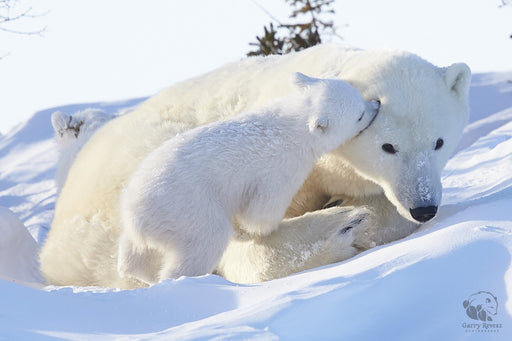 Polar Bear Mom and Cub - Artfest Ontario - Garry Revesz - Photographic Art
