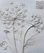 Queen Anne’s Lace Mini Botanical Cast - Artfest Ontario - Botanical Art By Diane - Botanical Casts