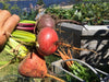 Red Beets Vegetable Shadow Box - Artfest Ontario - Botanical Art By Diane - Vegetable Art