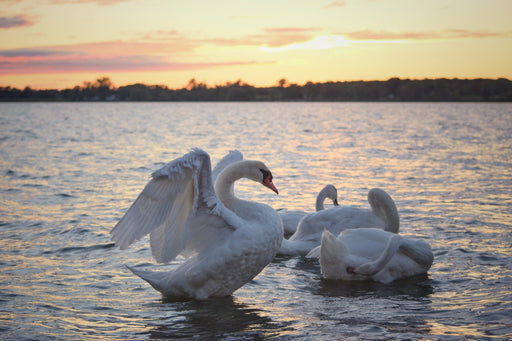 Swan Lake - Artfest Ontario - Take A Pic Photography -