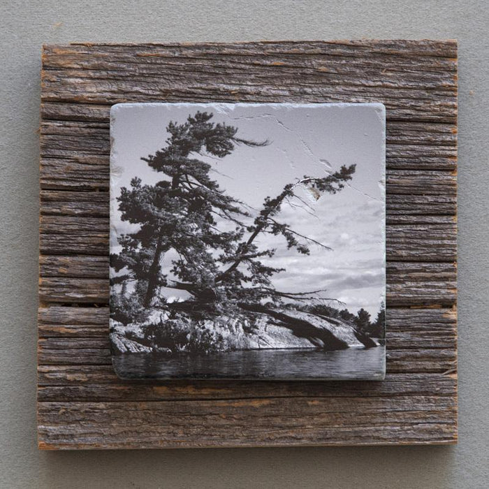 Windswept Pine B&W - On Barn Board 0846 - Artfest Ontario - Art On Stone - Photography