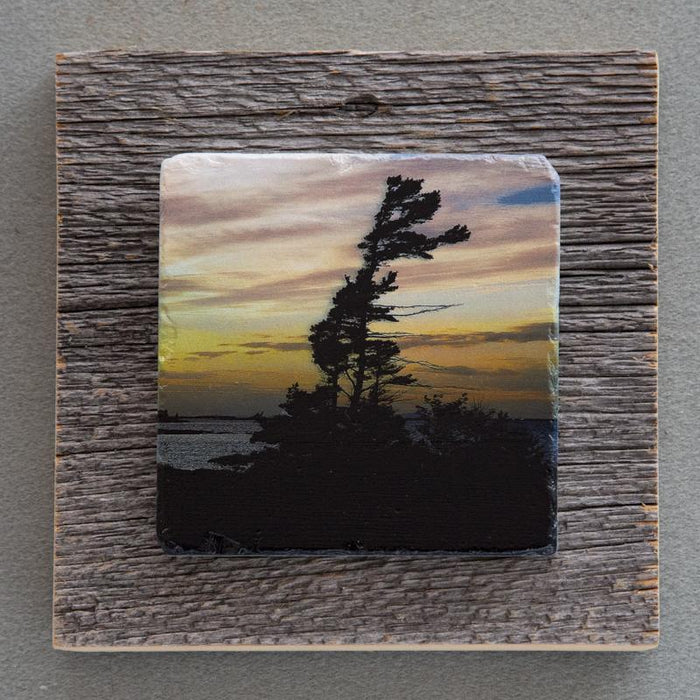 Windswept Pine - On Barn Board 0011 - Artfest Ontario - Art On Stone - Photography