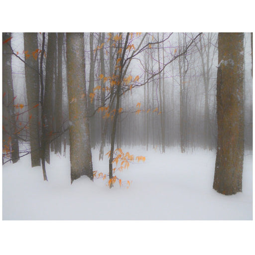 Winter Fog - Artfest Ontario - Bonnie Fox Photography - Photography